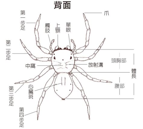 蜘蛛 腳 數目